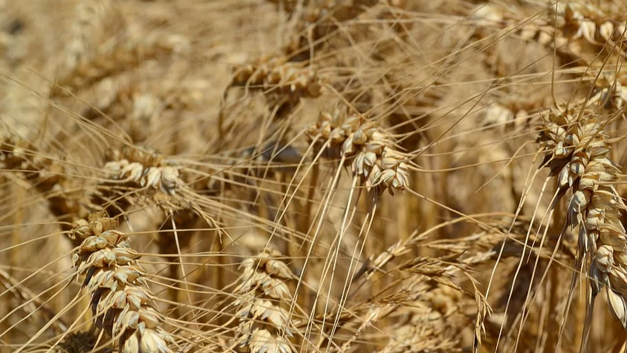 США пытаются вывезти из Украины запасы зерна. Это обрекает мир на голод