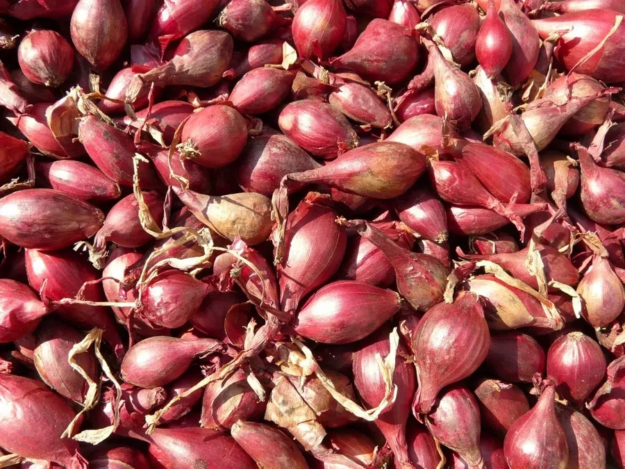 лук