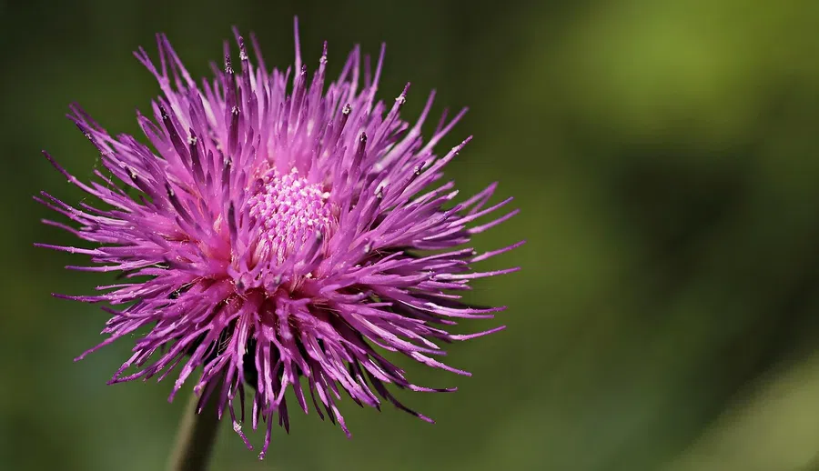 Цветок Чертополоха обладает защитными свойствами. Фото: Pixabay.com