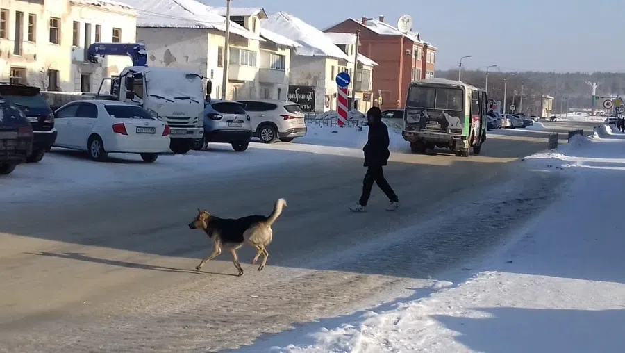 На меня напала агрессивная собака в Комсомольском районе. Есть ли у нас служба отлова?