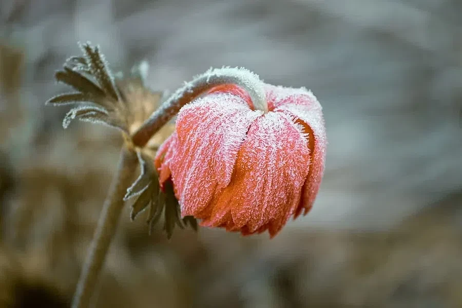 piqsels