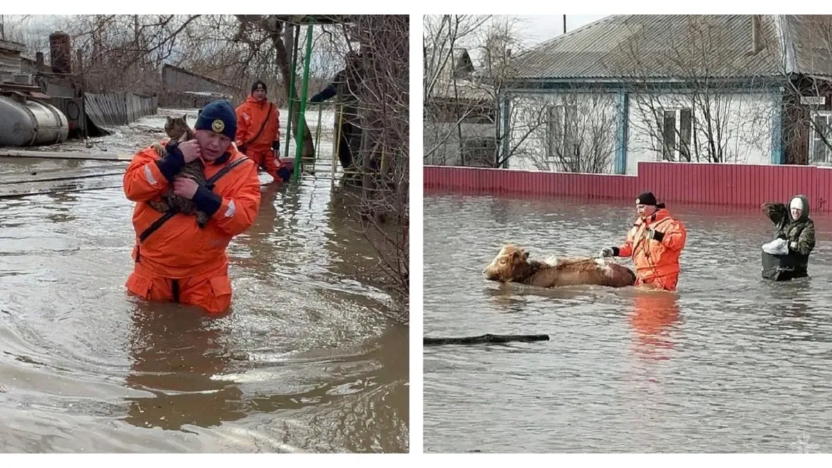 Режим ЧС в Алтайском крае — затоплены почти 500 домов, МЧС спасают людей и животных – десять впечатляющих фото с места событий