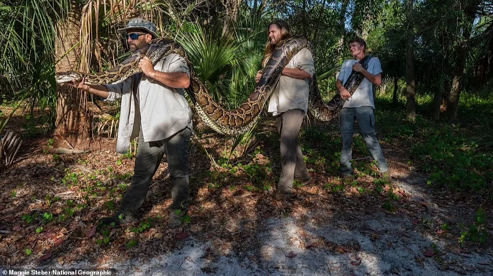 Глубоко в болотах государственного леса Пикаюн Стрэнд во Флориде жил бирманский питон, настолько большой, что понадобилось три человека, чтобы вынести его из Эверглейдс. Фото: NG
