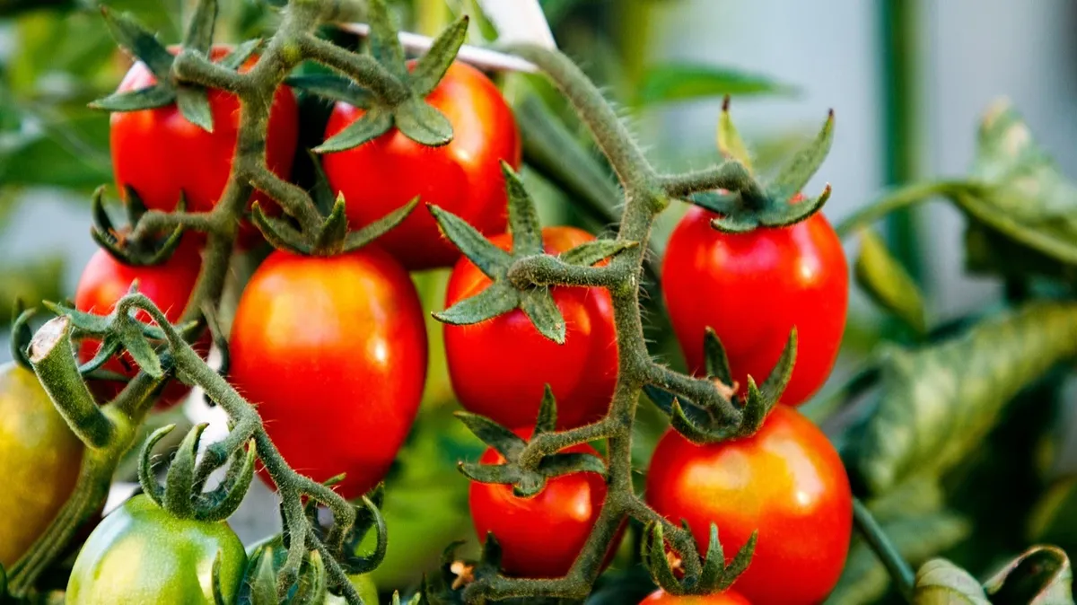 Когда вы выращиваете помидоры, не бойтесь поливать их каждый день. Фото: Pixabay.com