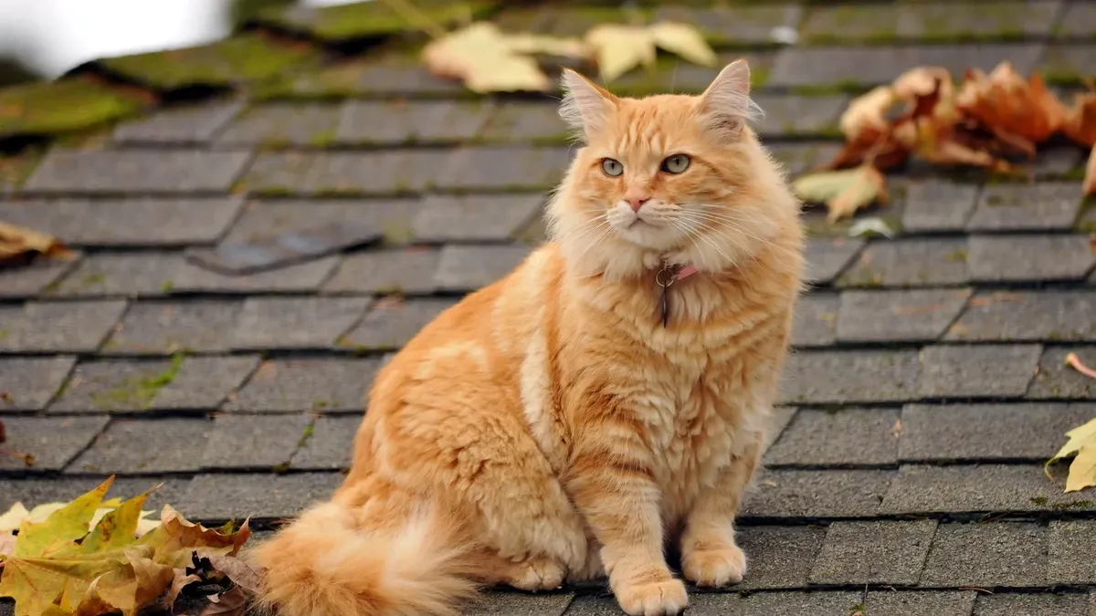 Топ-10 самых добрых пород кошек – эта милота сделает вашу жизнь теплее 