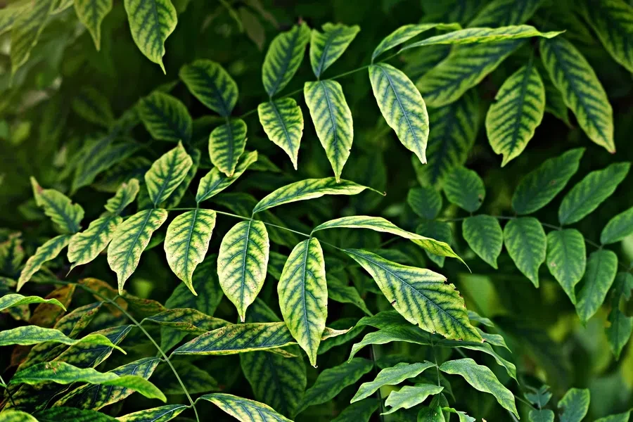 Pixabay