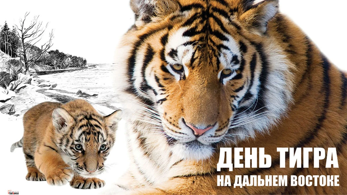 День тигра на Дальнем Востоке. Иллюстрация: «Весь Искитим»