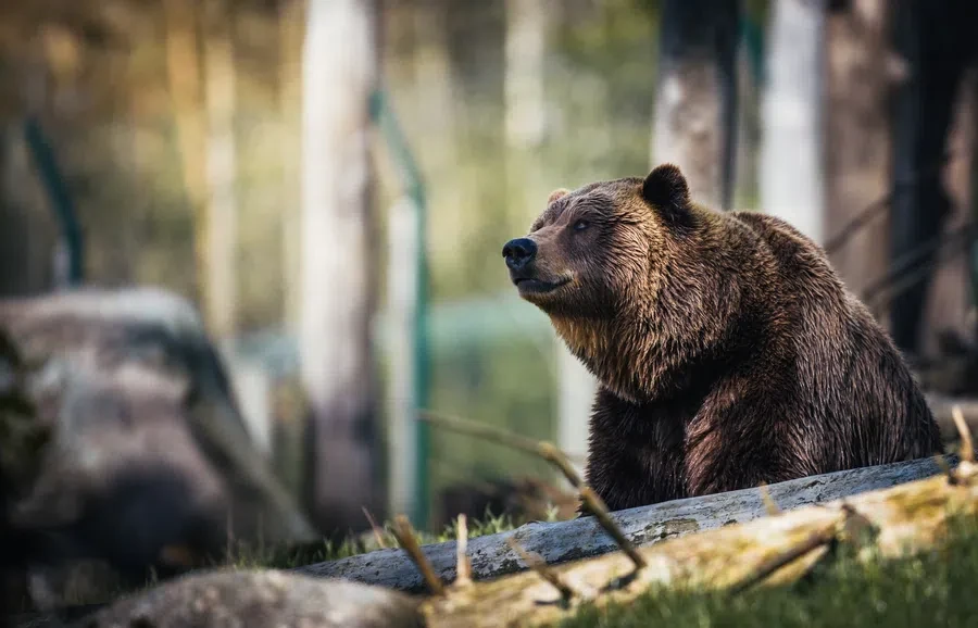 В Иркутской области медведь-людоед насмерть задрал сторожа