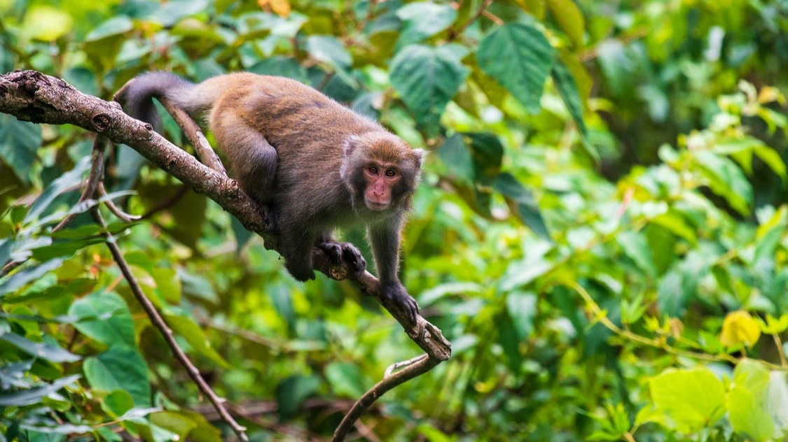 Оспа обезьян: зараженным новым вирусом запрещено заниматься сексом. Подхватывают смертельное заболевание не только гомосексуалисты 

