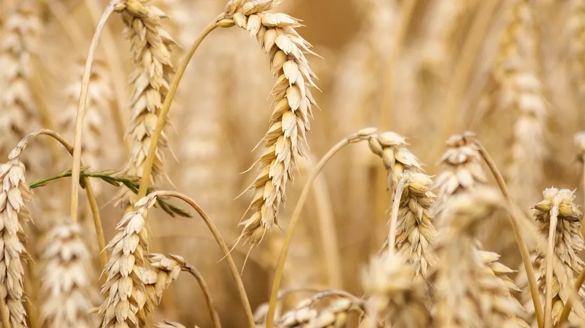 Индия запретила экспорт пшеницы. Украина дает прогноз на мировой голод 
