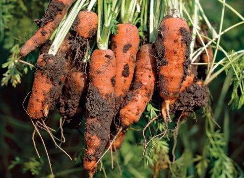 С 20 га собрали овощи и картошку в Искитимском районе