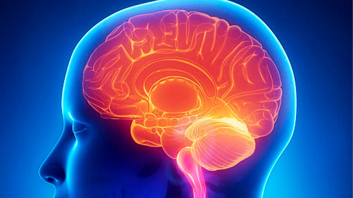 Исследователи говорят, что более высокая температура может быть признаком здоровой работы мозга. Фото: Piqsels.com