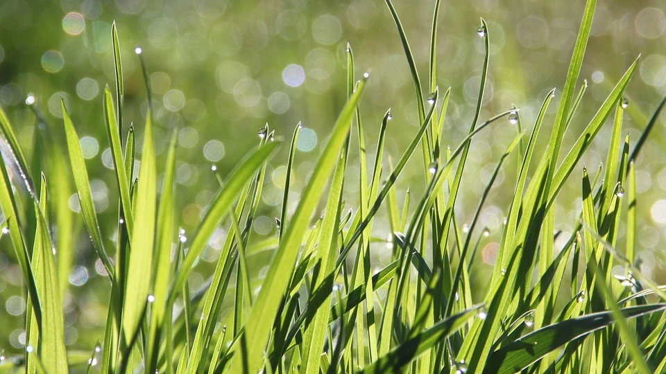 Стрижка газона летом: насколько коротко нужно стричь траву? Многие делают одну и ту же ошибку