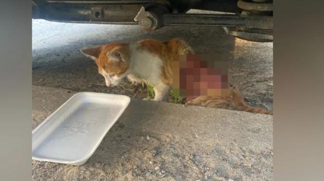 «Сердце разрывалось»: В Нововоронеже бездомному котенку живодеры отрезали задние лапы и содрали шкуру - фото