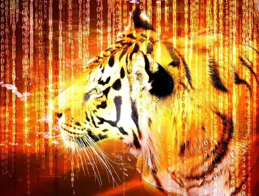 тигр