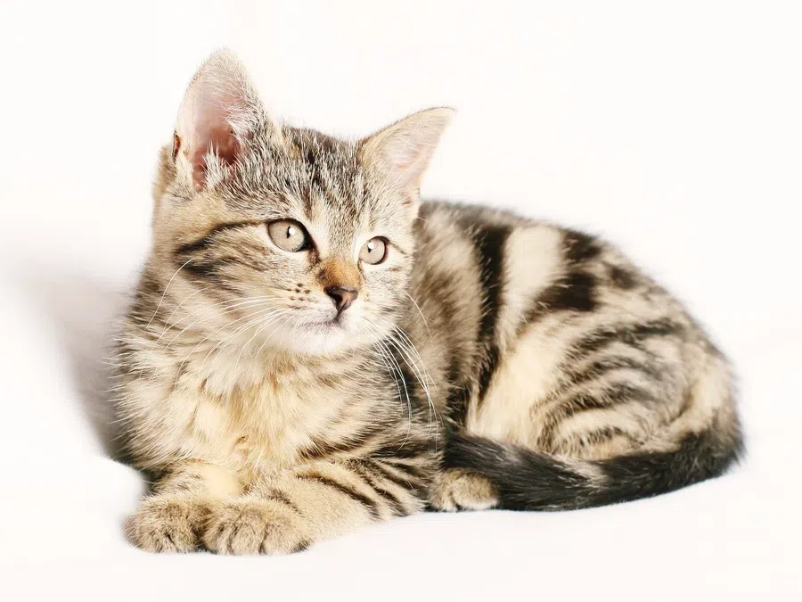 26 января – Ермилов день: как у кота узнать ответ на любой вопрос и что если котик сворачивается клубком