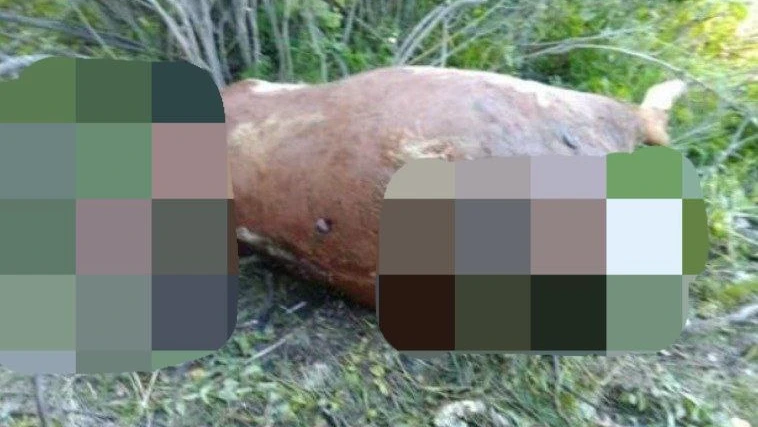 В Новосибирской области медведь вырвал позвоночник корове. На отстрел зверя дали три дня