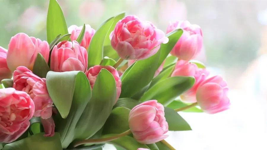 Тюльпаны считаются одним из главных символов на 8 марта. Фото: Pixabay.com