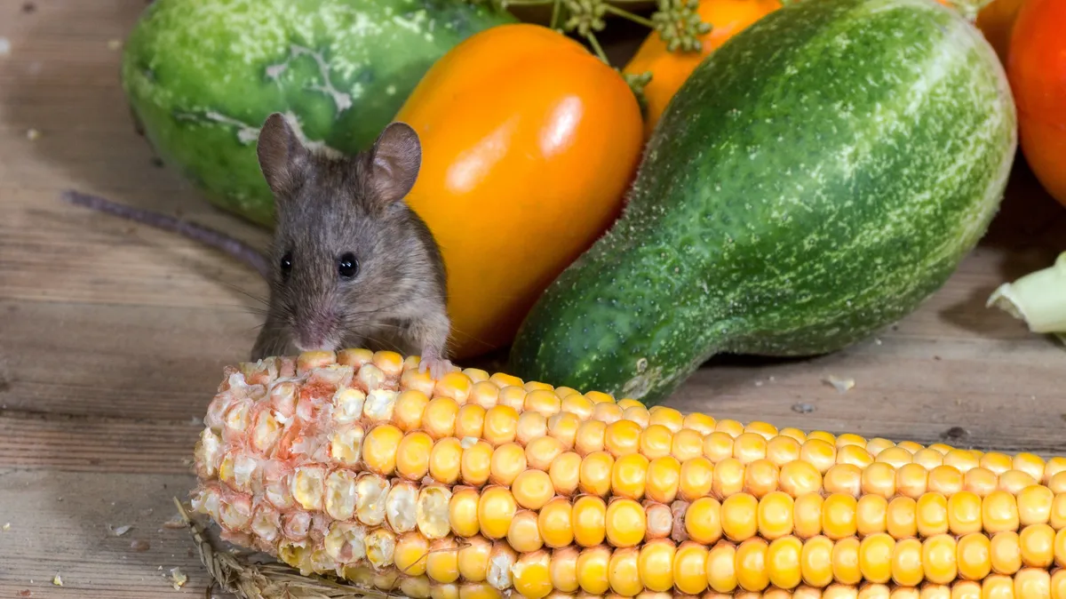 «Жесть, не указали мясо в составе»: На Ямале женщина купила детское питание с мышью внутри