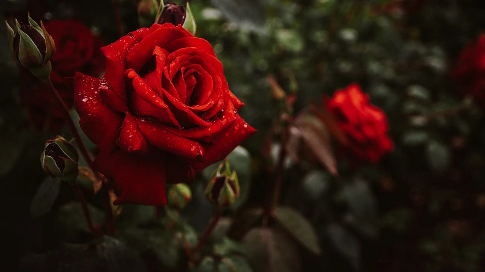 Розы — это зрелище в солнечный день, но смелые цветочные головки могут быстро испортиться из-за сезонных болезней.  Фото: pixabay.com