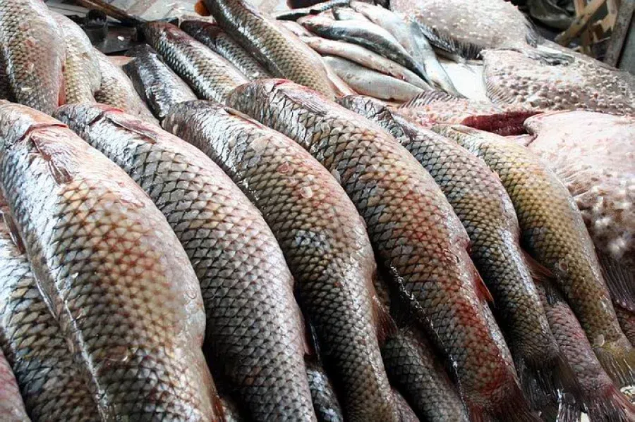 Тысячи пьяных рыб всплыли на поверхность озера на радость китайским рыбакам 