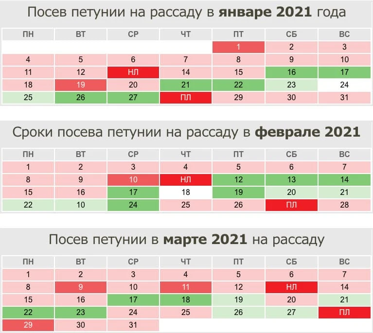 Благоприятный день для петуний в феврале: найдено 82 картинок