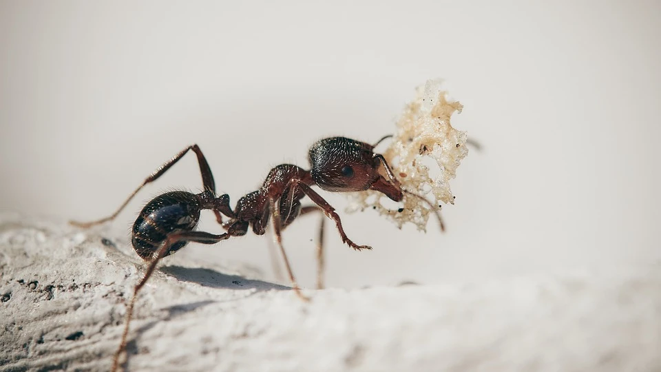 Муравьи в саду и дома: как мгновенно избавиться от муравьев с помощью сахара
