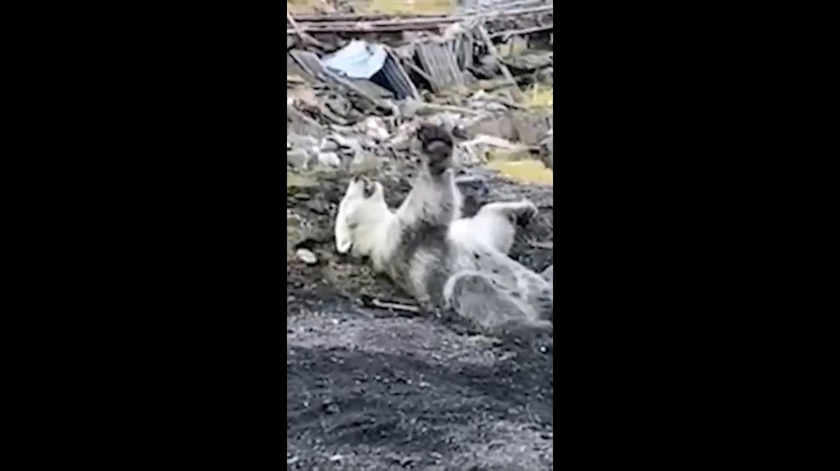 Анастасия лукашова лесосибирск фото израненной медведем