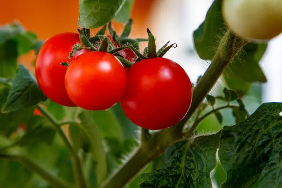 Как вырастить рассаду томатов китайским способом: достоинства и недостатки метода. В чем особенность пикировки