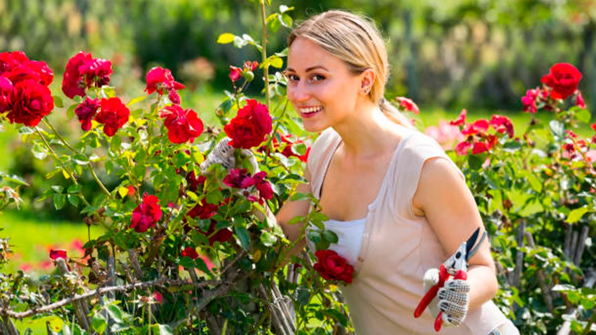 Несмотря на то, что в июне садовникам необходимо выполнить множество работ, обрезка роз является обязательным условием для тех, кто хочет, чтобы их розы цвели дольше. Фото: Pexels.com