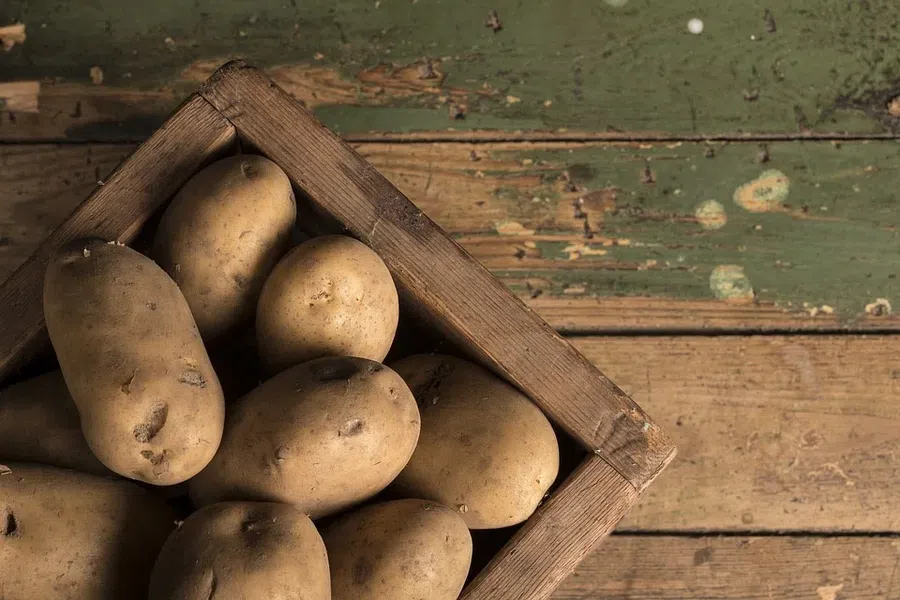 Выбор и подготовка семян картофеля к посадке 2022: благоприятные дни по лунному календарю для посева в феврале. Особенности выращивания раннего картофеля