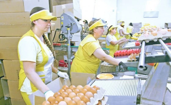 Птицефабрика снабжает яйцами не только область