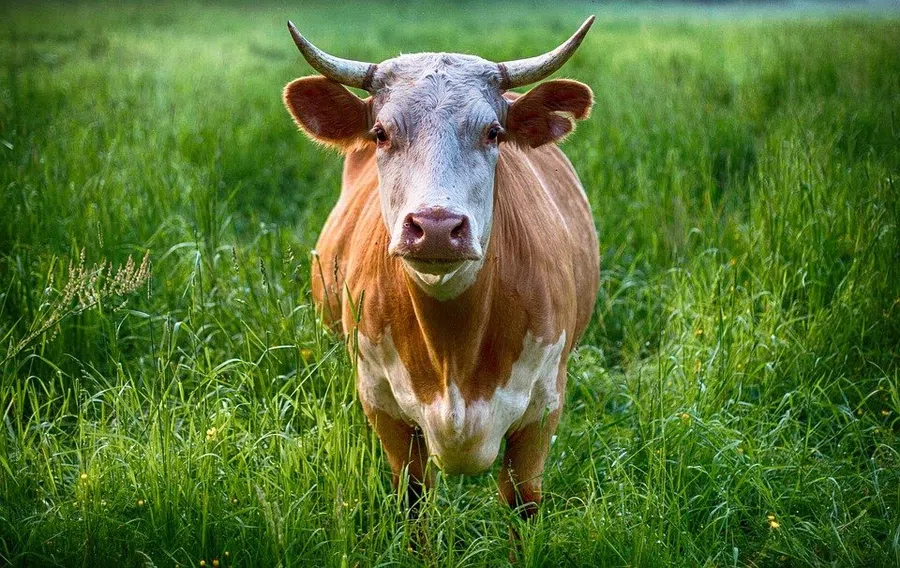 Разъяренный бык убил фермера: Животное посадило на рога собственного хозяина