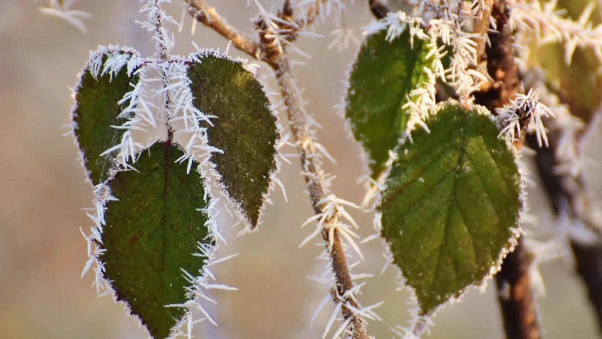 Изморозь на деревьях предрекает морозную зиму.
Фото: pxhere.com