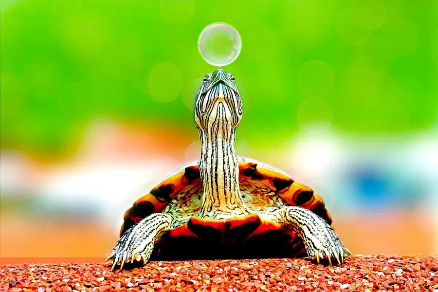 pixabay