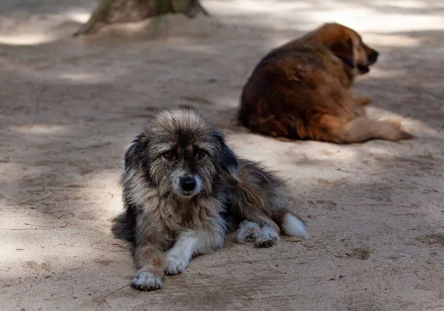 На Сахалине бездомные собаки едва не загрызли маленького мальчика