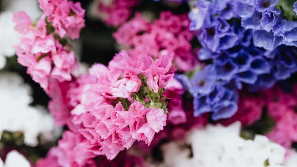 В зависимости от условий выращивания и ухода, гортензии имеют свойство менять окраску своих цветков. Фото: Pexels.com