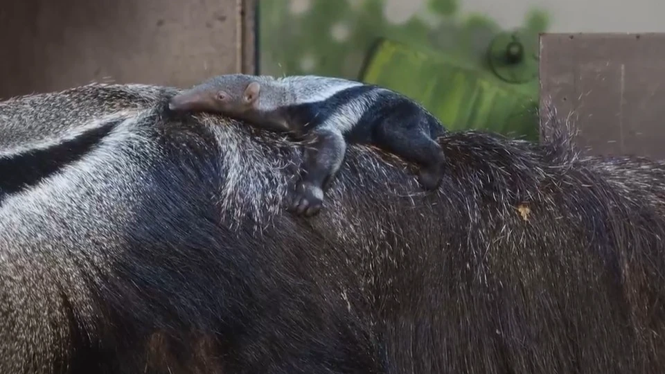 Новорожденный муравьед на спине у матери. Фото: Новосибирский зоопарк имени Р. А. Шило
