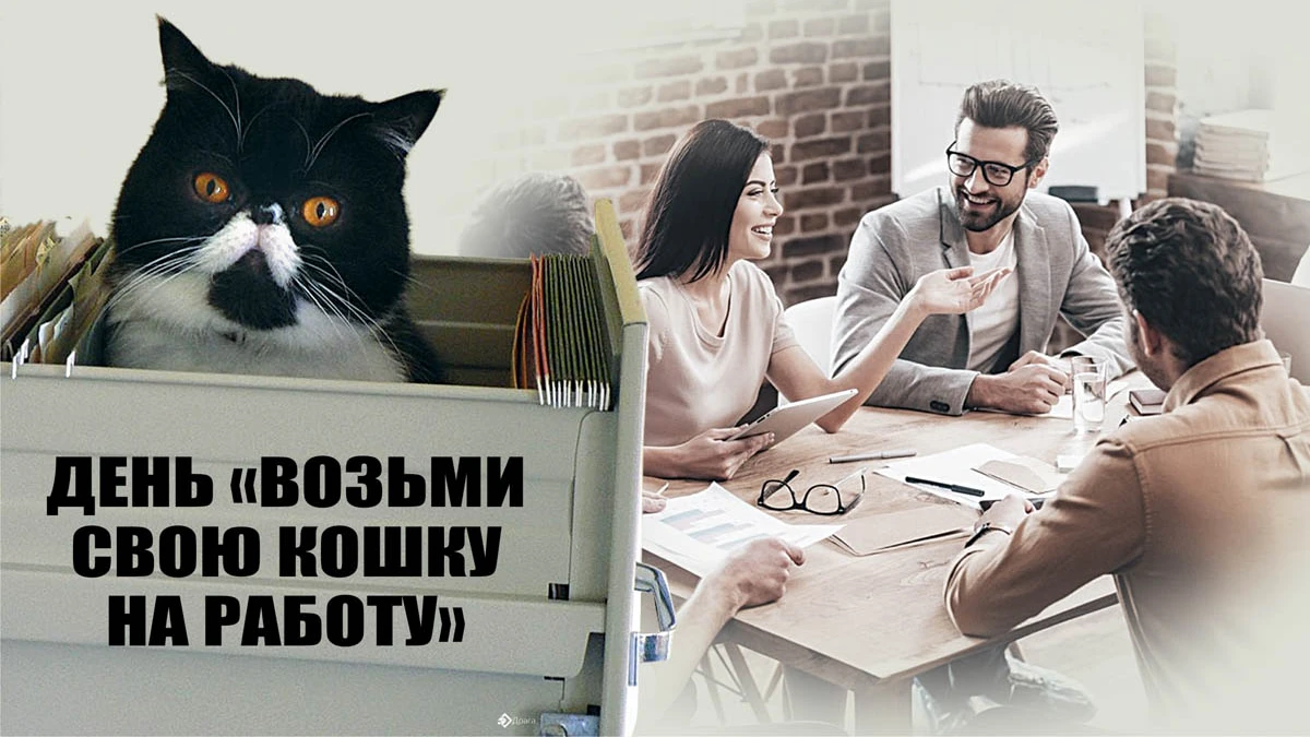 Коту 19 лет. День «возьми свою кошку на работу». День возьми свою кошку на работу 19 июня. Открытки про работу. День «возьми свою кошку на работу»  - открытка.