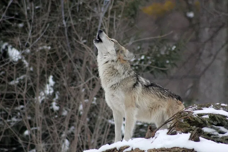 8 декабря – Климентьев день: почему у дома рожденных в эту дату не собираются волки