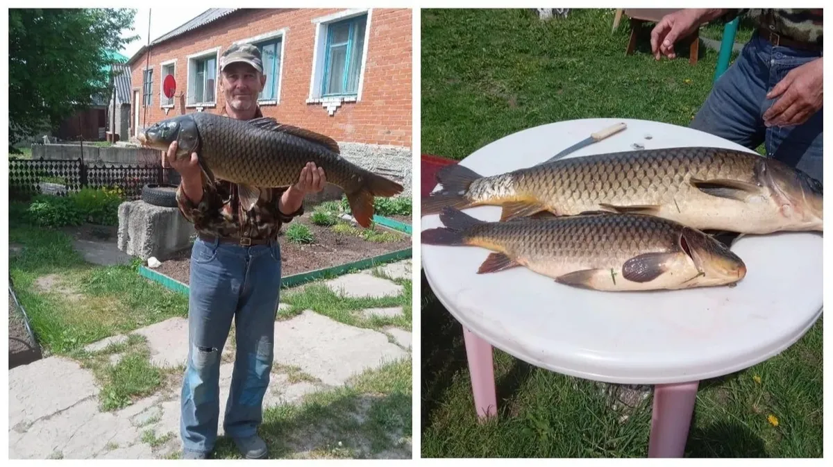 «Норм порыбачил на удочку поплавочную» В Искитимском районе пенсионер поймал гигантского сазана весом 12 кг 