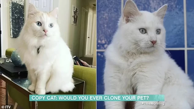 Биологически ее новая кошка Белль (слева) является частью Чай (справа), потому что у них одинаковая ДНК из-за процесса клонирования. Фото: скриншот ITV