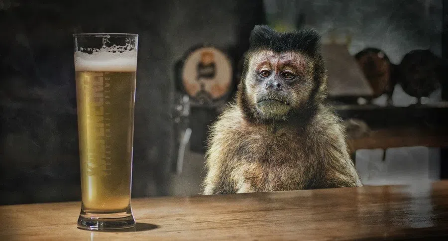 Лечение гормоном печени эффективно помогает обезьянам-алкоголикам отказаться от алкоголя: он нарушает нейронную связь печени и мозга