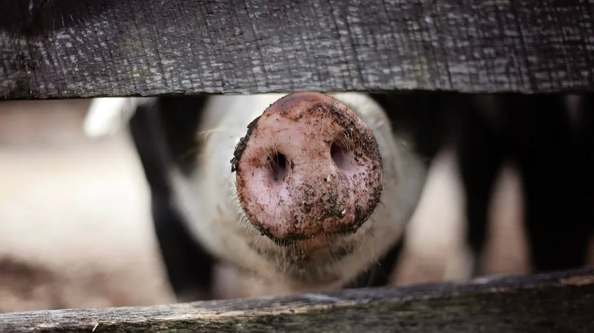 Одна из самых опасных супербактерий difficile передается людям от свиней - живет в кишечнике, не боится антибиотиков, вызывает диарею