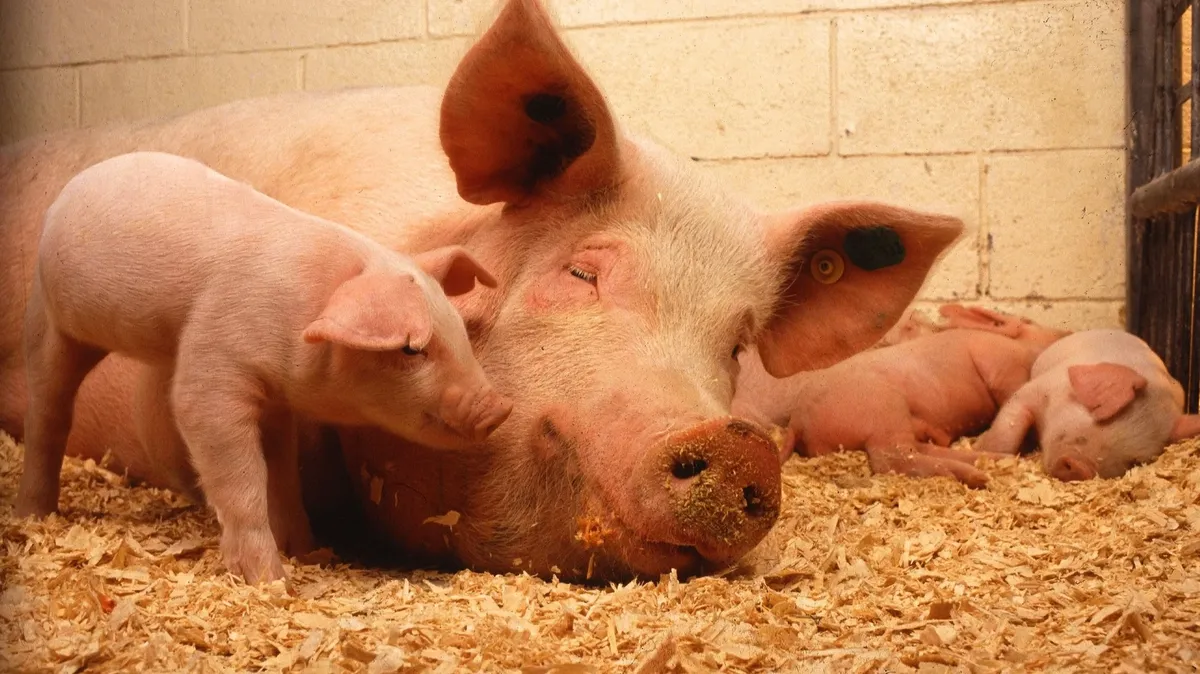 Выявлены случаи заражения свиней Африканской чумой. Фото: pxhere.com