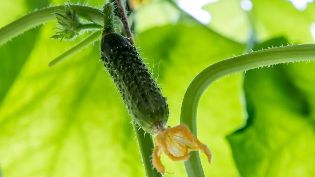 Как посеять семена огурцов, чтобы обеспечить обильный и вкусный урожай