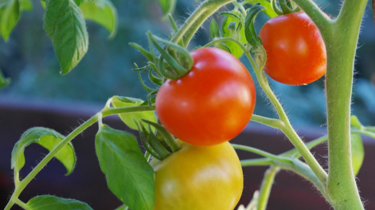 Эксперт назвал пять самых главных причин выращивания рассады томата – ведут к тому, что не будет плодов 