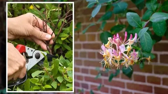 Жимолость: как обрезать популярное растение летом — сохранить его «здоровым» и «под контролем». Фото: Getty