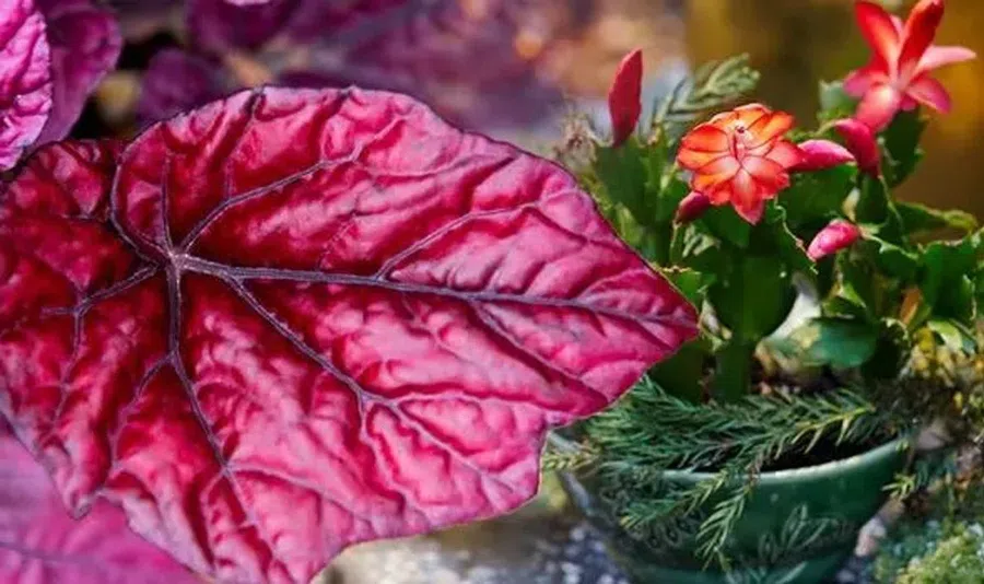 Пять красивых комнатных растений с красными цветами, которые стоит купить на Новый год и Рождество