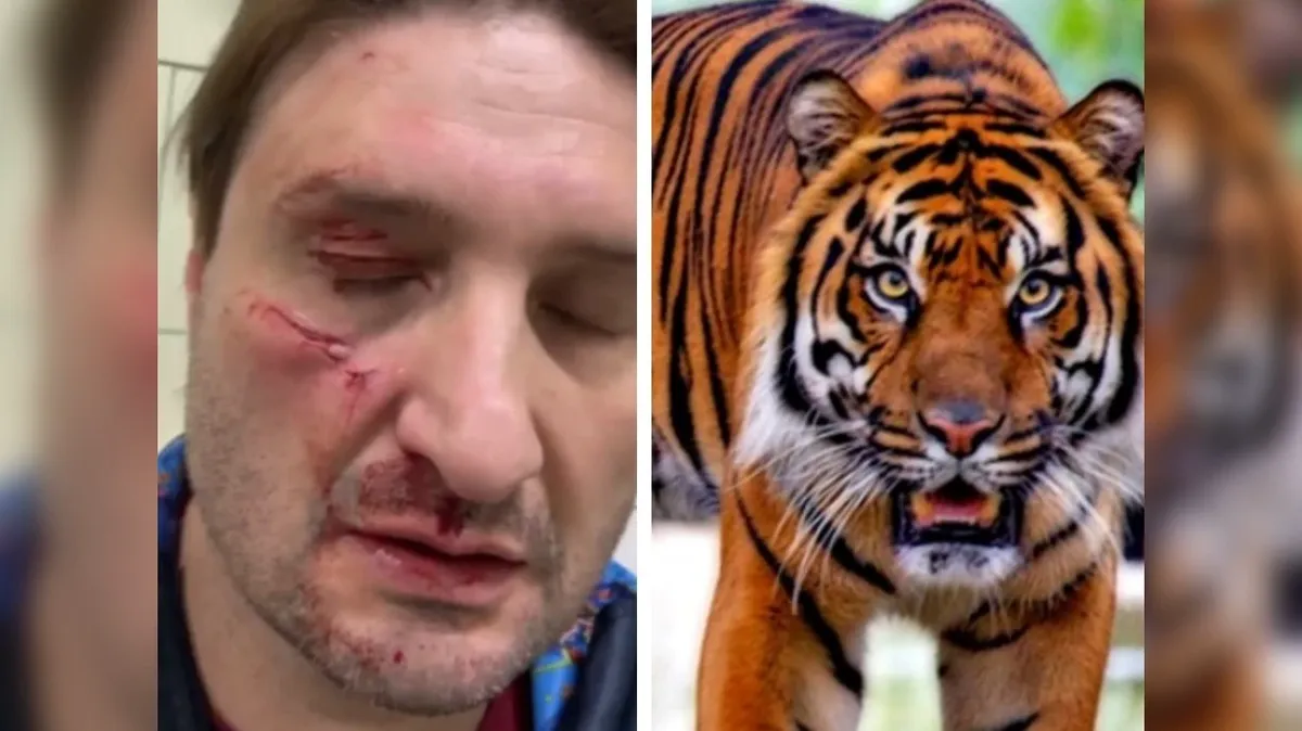 На известного дрессировщика Эдгарда Запашного напал тигр во время репетиции и расцарапал ему лицо - видео